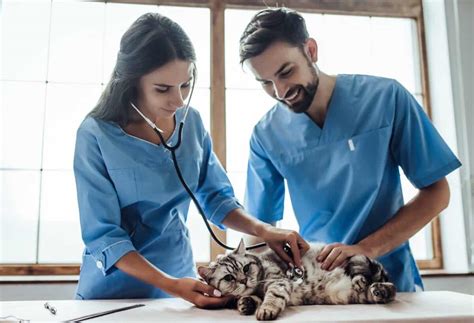 Maintain cleanliness and organization of the veterinary clinic. . Vet assistant jobs